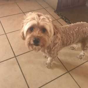 Meet your Posher, Beatriz